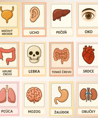 Ľudské telo je zázrak! Deti sa s našimi kartičkami hravou formou naučia pomenovať jednotlivé časti tela a vnútorné orgány....